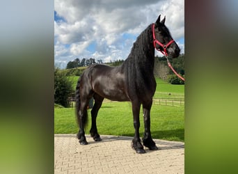 Konie fryzyjskie, Klacz, 8 lat, 167 cm, Kara