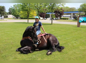 Konie fryzyjskie, Klacz, 8 lat, 173 cm, Kara