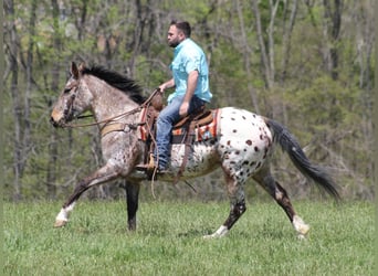 Konie fryzyjskie, Klacz, 8 lat, Cisawa