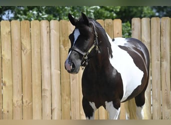 Konie fryzyjskie, Klacz, 9 lat, 152 cm, Tobiano wszelkich maści