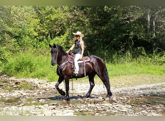 Konie fryzyjskie, Klacz, 9 lat, 163 cm, Kara