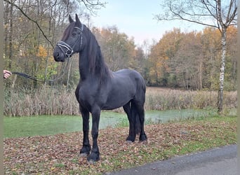 Konie fryzyjskie, Klacz, 9 lat, 166 cm, Kara