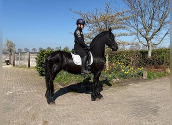 Konie fryzyjskie, Klacz, 9 lat, 167 cm, Kara