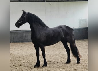 Konie fryzyjskie, Klacz, 9 lat, 167 cm, Kara