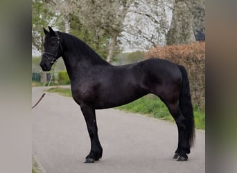 Konie fryzyjskie, Klacz, 9 lat, 167 cm, Kara