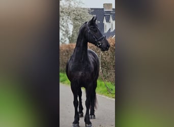 Konie fryzyjskie, Klacz, 9 lat, 167 cm, Kara