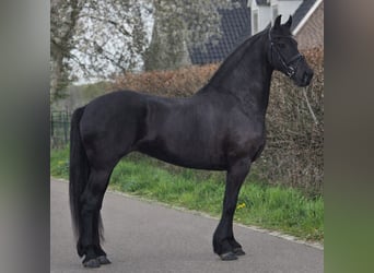 Konie fryzyjskie, Klacz, 9 lat, 167 cm, Kara