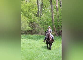 Konie fryzyjskie, Klacz, 9 lat, 173 cm, Kara