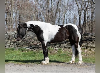Konie fryzyjskie, Klacz, 9 lat, Tobiano wszelkich maści