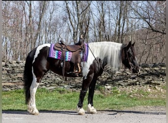 Konie fryzyjskie, Klacz, 9 lat, Tobiano wszelkich maści