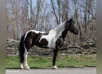 Konie fryzyjskie, Klacz, 9 lat, Tobiano wszelkich maści