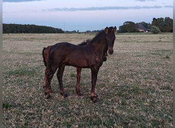 Konie fryzyjskie, Klacz, Źrebak (04/2026), 160 cm, Kara