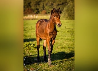 Konie fryzyjskie Mix, Klacz, Źrebak (04/2023), 164 cm, Gniada