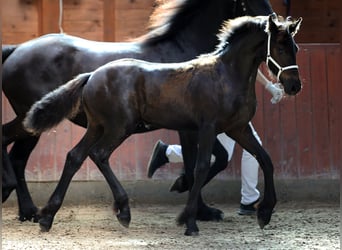 Konie fryzyjskie, Klacz, Źrebak (04/2023), 165 cm, Kara