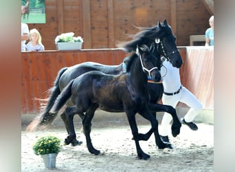 Konie fryzyjskie, Klacz, Źrebak (04/2023), 165 cm, Kara