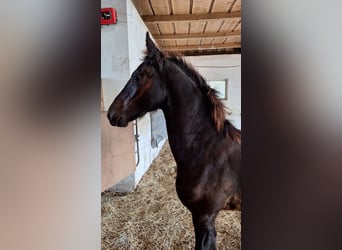 Konie fryzyjskie Mix, Klacz, Źrebak (03/2025), 165 cm, Kara