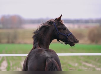 Konie fryzyjskie, Klacz, Źrebak (06/2025), Kara