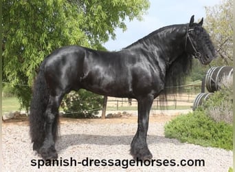 Konie fryzyjskie, Ogier, 10 lat, 165 cm, Kara