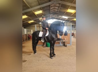 Konie fryzyjskie, Ogier, 12 lat, 170 cm, Kara