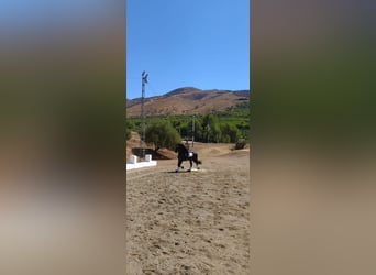 Konie fryzyjskie, Ogier, 14 lat, 170 cm