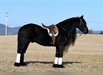 Konie fryzyjskie, Ogier, 17 lat, Kara