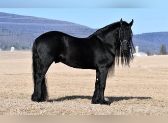 Konie fryzyjskie, Ogier, 17 lat, Kara