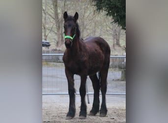 Konie fryzyjskie Mix, Ogier, 1 Rok, 155 cm, Gniada