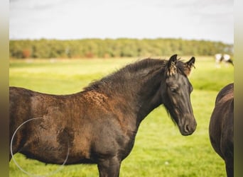 Konie fryzyjskie, Ogier, 1 Rok