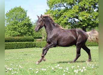 Konie fryzyjskie, Ogier, 2 lat, 158 cm, Kara