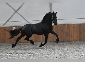 Konie fryzyjskie, Ogier, 2 lat, 163 cm, Kara