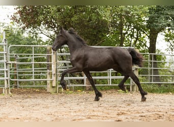Konie fryzyjskie, Ogier, 2 lat, Kara