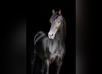 Konie fryzyjskie, Ogier, 3 lat, 152 cm, Kara