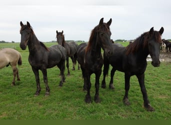 Konie fryzyjskie, Ogier, 3 lat, 155 cm