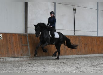 Konie fryzyjskie, Ogier, 3 lat, 156 cm, Kara