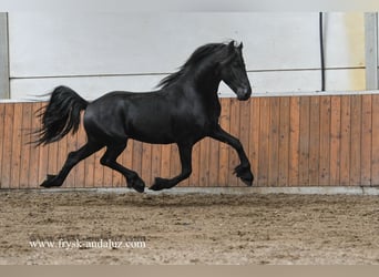 Konie fryzyjskie, Ogier, 3 lat, 159 cm, Kara