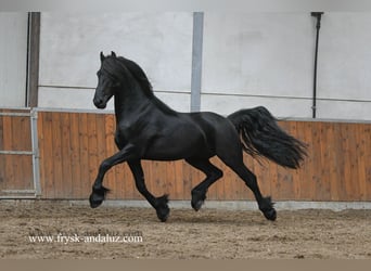 Konie fryzyjskie, Ogier, 3 lat, 159 cm, Kara