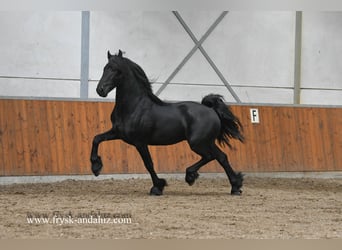 Konie fryzyjskie, Ogier, 3 lat, 159 cm, Kara