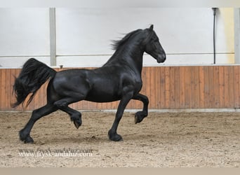 Konie fryzyjskie, Ogier, 3 lat, 159 cm, Kara
