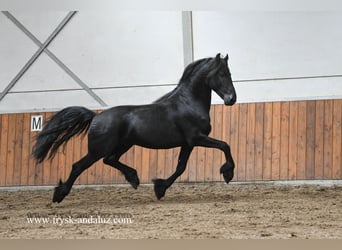 Konie fryzyjskie, Ogier, 3 lat, 159 cm, Kara