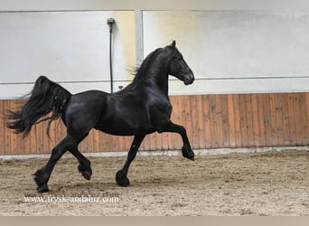 Konie fryzyjskie, Ogier, 3 lat, 159 cm, Kara