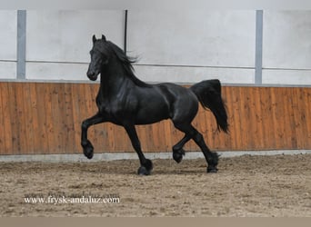 Konie fryzyjskie, Ogier, 3 lat, 159 cm, Kara
