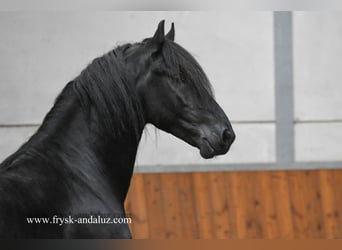 Konie fryzyjskie, Ogier, 3 lat, 159 cm, Kara