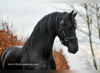 Konie fryzyjskie, Ogier, 3 lat, 160 cm, Kara
