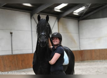 Konie fryzyjskie, Ogier, 3 lat, 160 cm, Kara