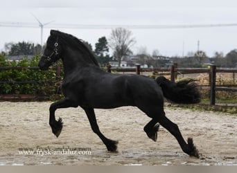 Konie fryzyjskie, Ogier, 3 lat, 160 cm, Kara