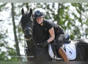 Konie fryzyjskie, Ogier, 3 lat, 160 cm, Kara