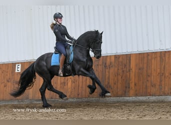 Konie fryzyjskie, Ogier, 3 lat, 160 cm, Kara