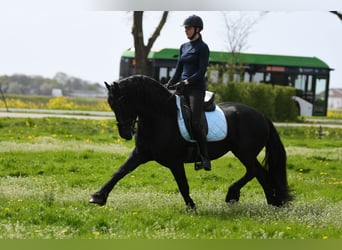 Konie fryzyjskie, Ogier, 3 lat, 162 cm, Kara