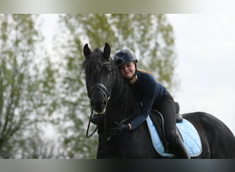 Konie fryzyjskie, Ogier, 3 lat, 162 cm, Kara