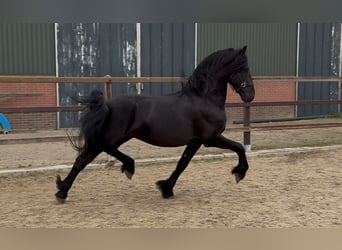 Konie fryzyjskie, Ogier, 3 lat, 162 cm, Kara